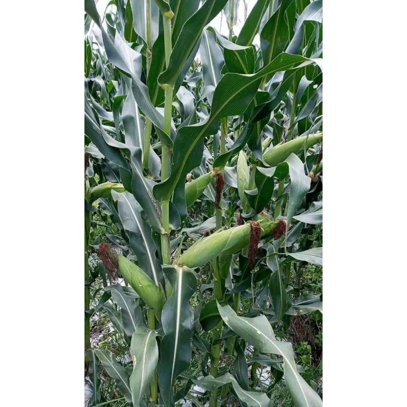 benih Jagung kristal/unyil super unggul