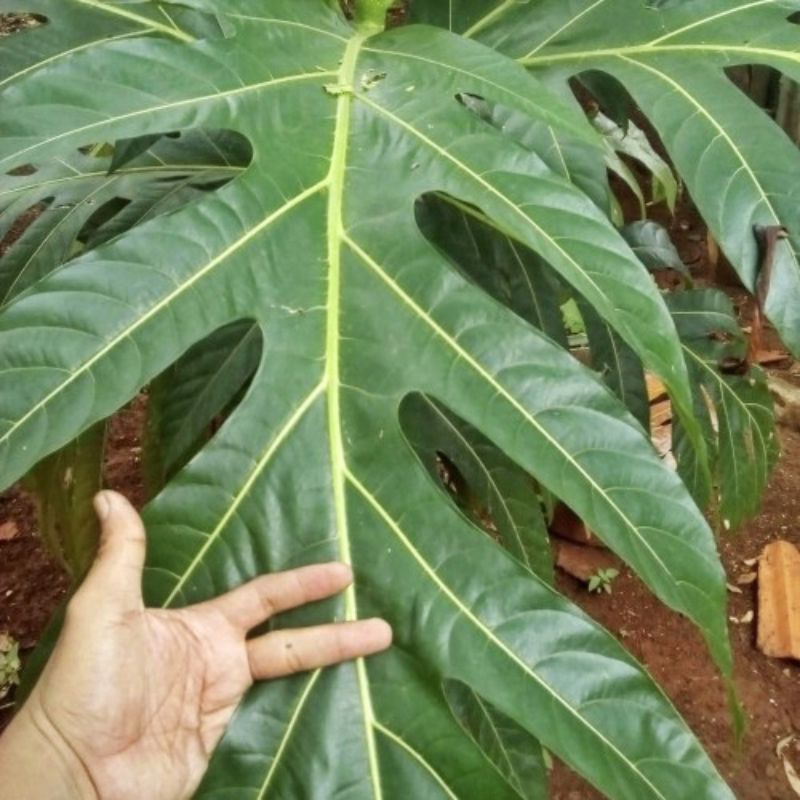 

Daun sukun segar fresh dipetik dadakan saat dipesan obat herbal alami 500gr/setengah kilo