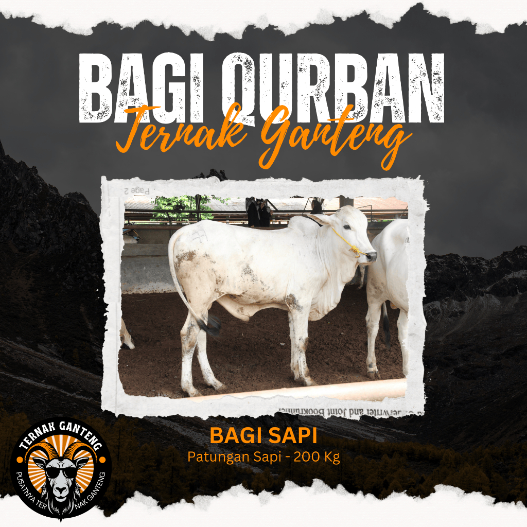 Hewan Qurban Sapi Qurban Kurban Hidup Bobot 200KG Tebar Qurban Ganteng