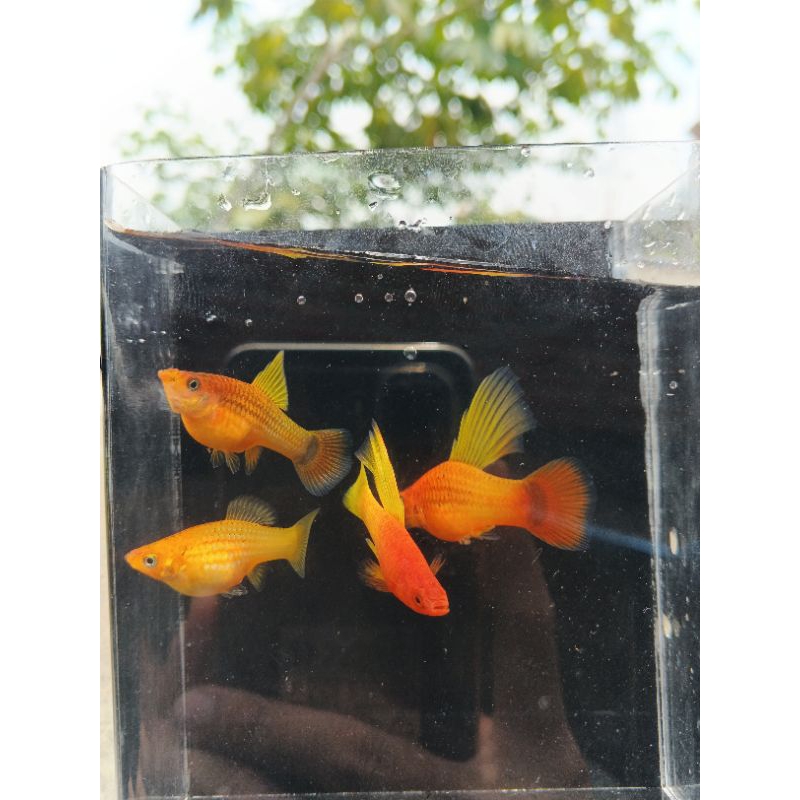 Hiasan akuarium Platy sunrise hifin
