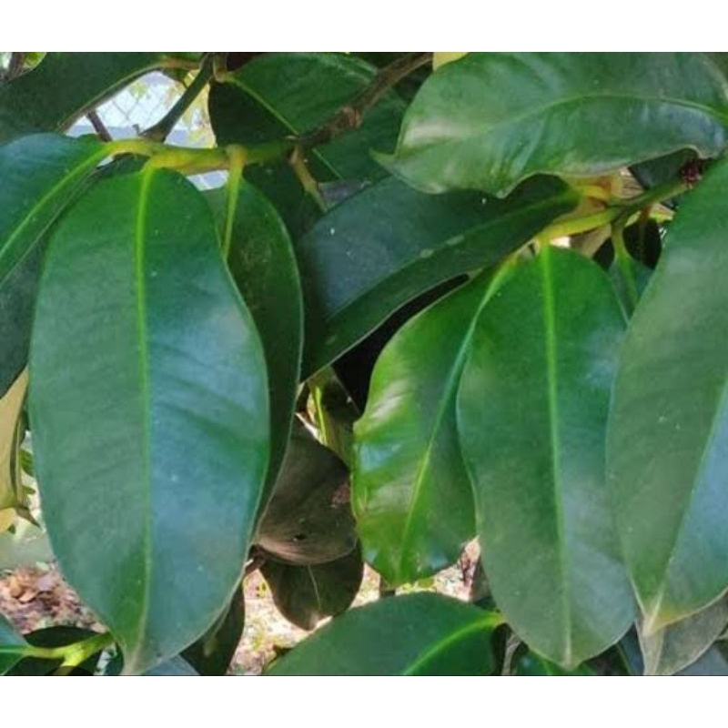 

DAUN MANGGIS ORGANIK SEGAR 250gram