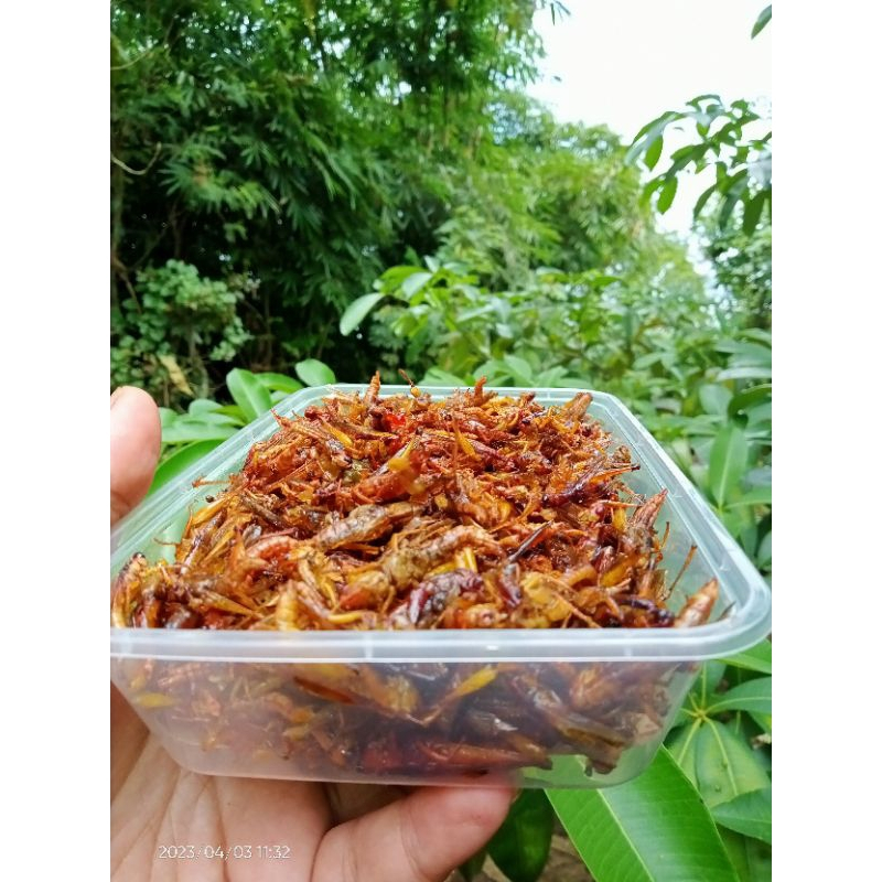 

paling laris belalang goreng kemasan box 100 rb 4 box