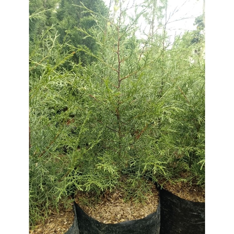 Tanaman hias cemara wangi | Tanaman Cemara wangi