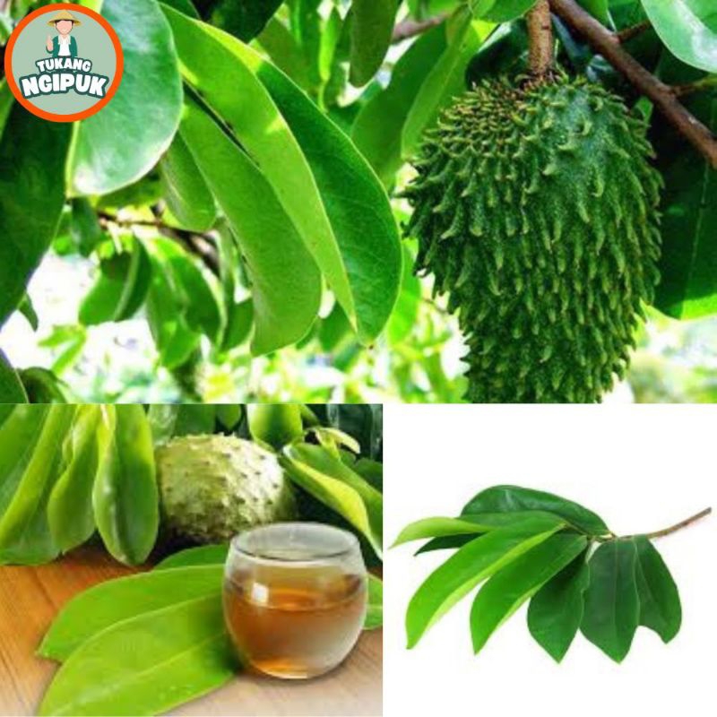 

Paket Hemat 20 Lembar Daun Sirsak Atau Nangka Landa Obat Tradisional Herbal Segar