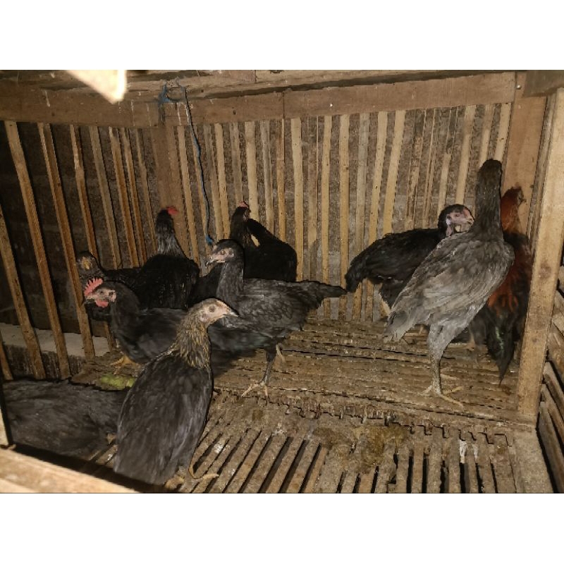 Ayam KUB 2 Umur 3 bulan (1 jantan & 1 betina )