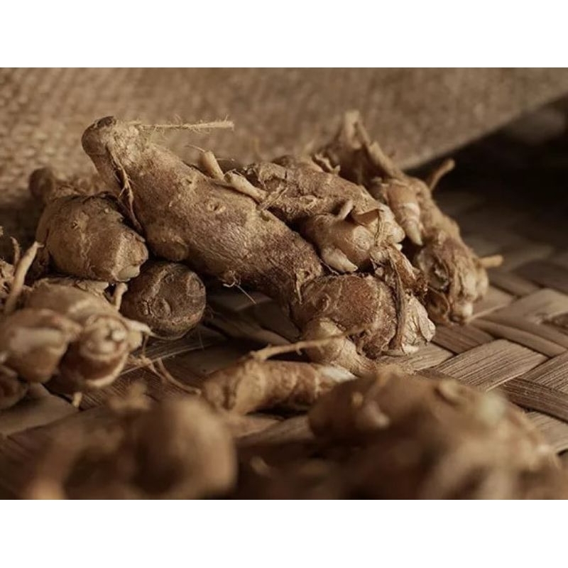 

Kencur segar 500 gram. kencur tua