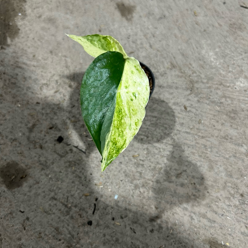 epipremnum cebublue variegata real pict