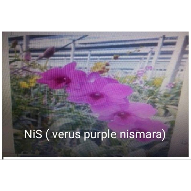 Anggrek dendrobium id NIS