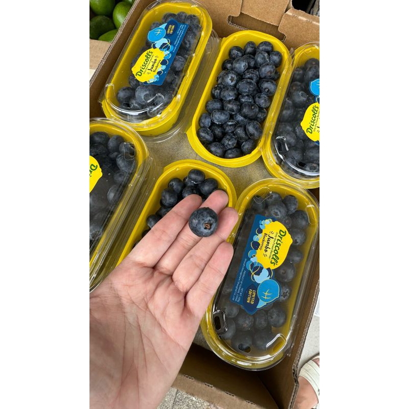 

BLUEBERRY JUMBO DRISCOLL (PACK)