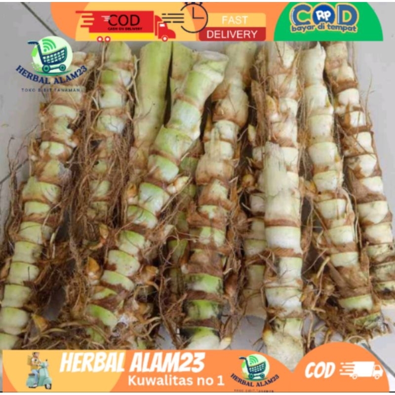 bibit rumput odot super isi 1kg( Harga kiloan )