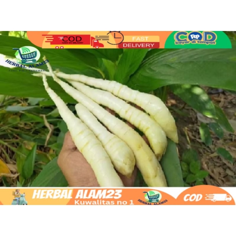

Umbi Garut Segar 1 kg Obat Asam Lambung - Umbi Terigu Fresh