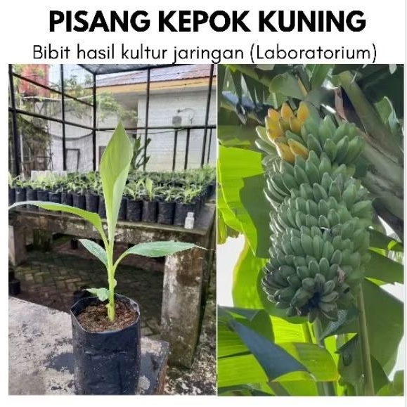 BIBIT PISANG KEPOK KUNING KULTUR JARINGAN (LABORATORIUM)