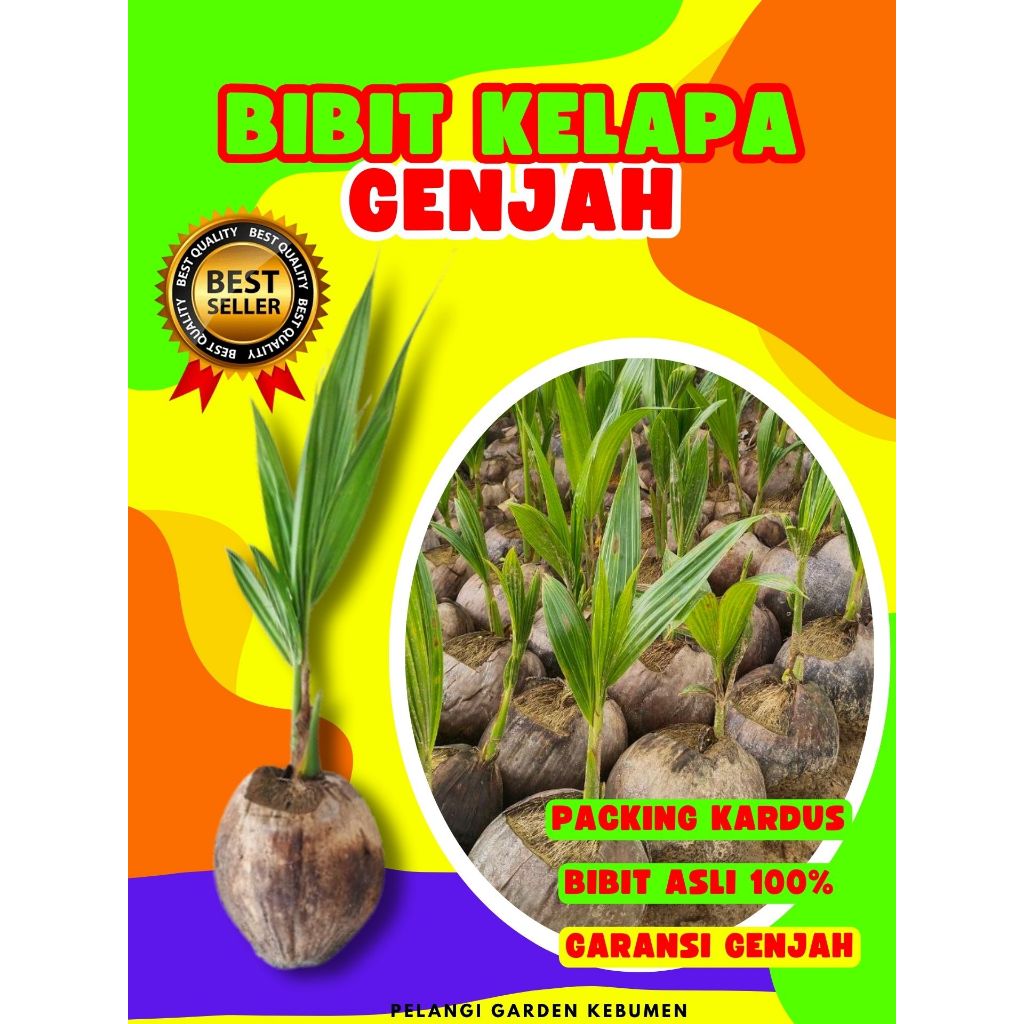 KUALITAS UNGGUL.. Pohon Buah Kelapa Ijo, Pohon Buah Kelapa Ijo Asli, Pohon Buah Kelapa Ijo Jumbo