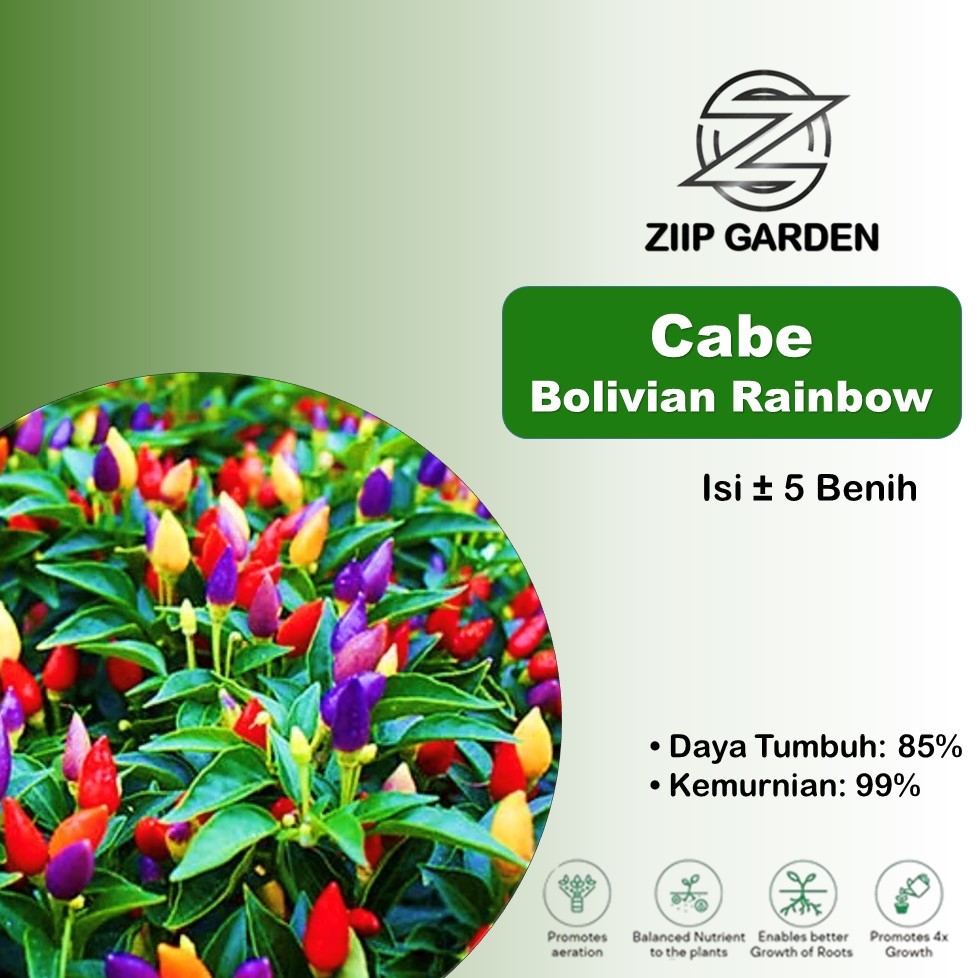 Benih Cabe Pelangi Rainbow