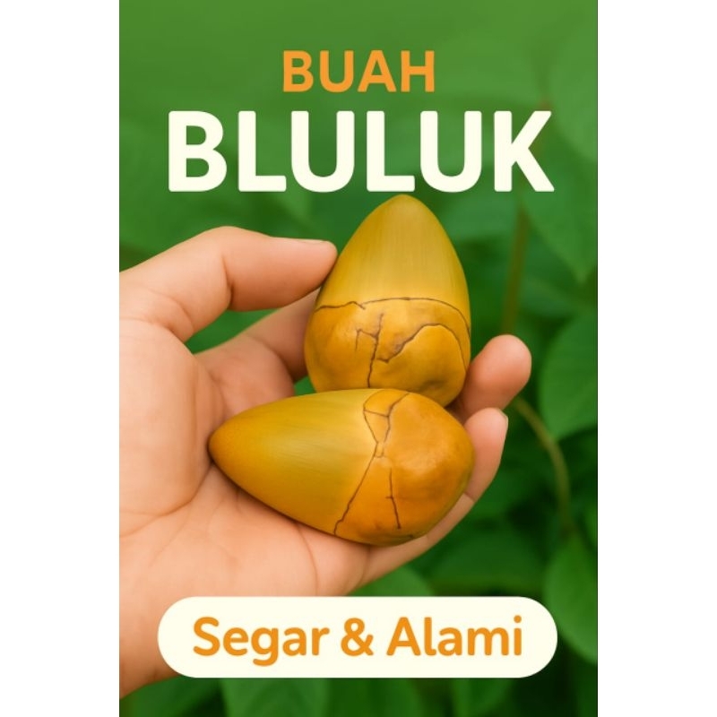 

beluluk / bluluk segar alami per 5 pcs obat fresh
