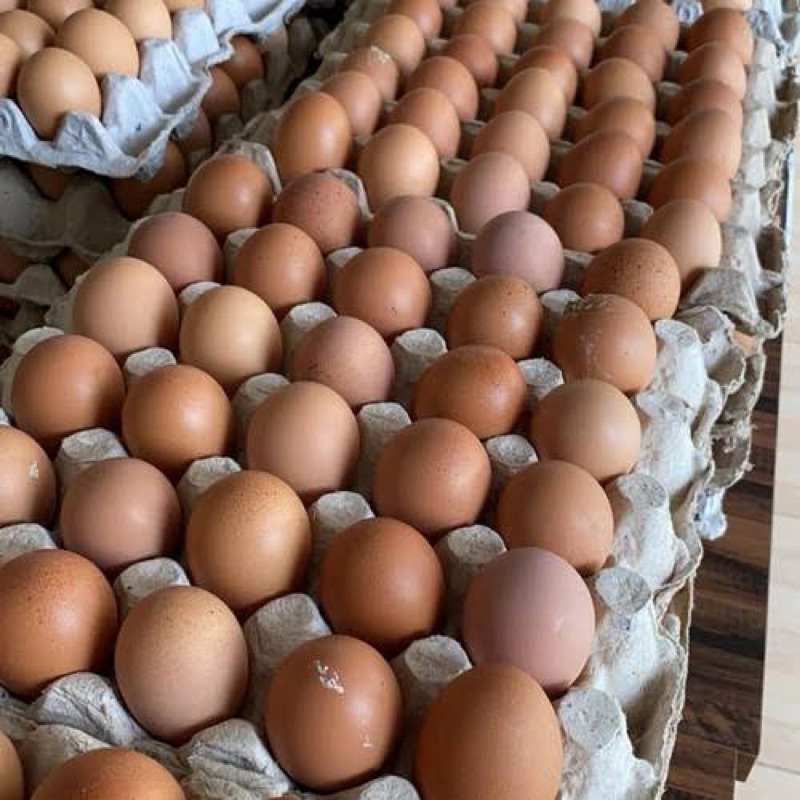 

Telur Ayam Negeri / Telur Horn 1kg instan grab express