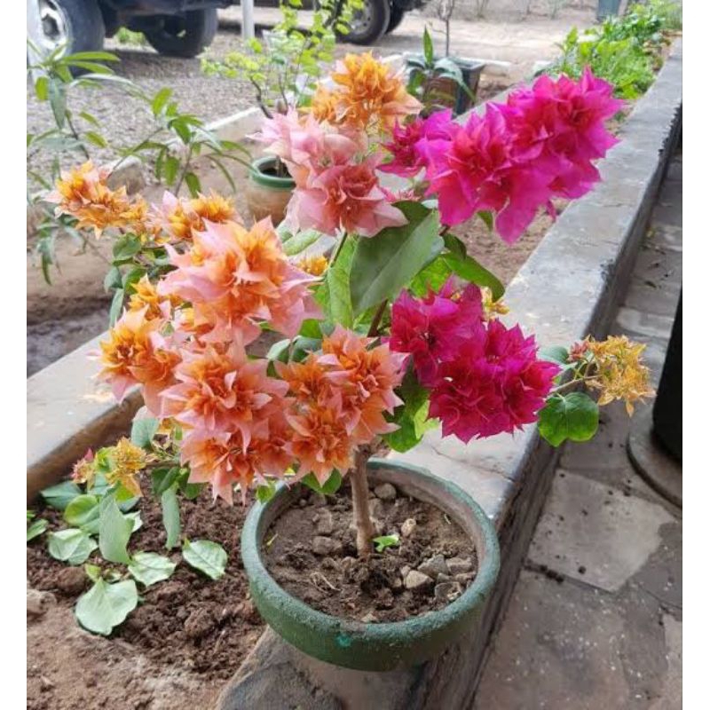 Bougenville 5 warna import