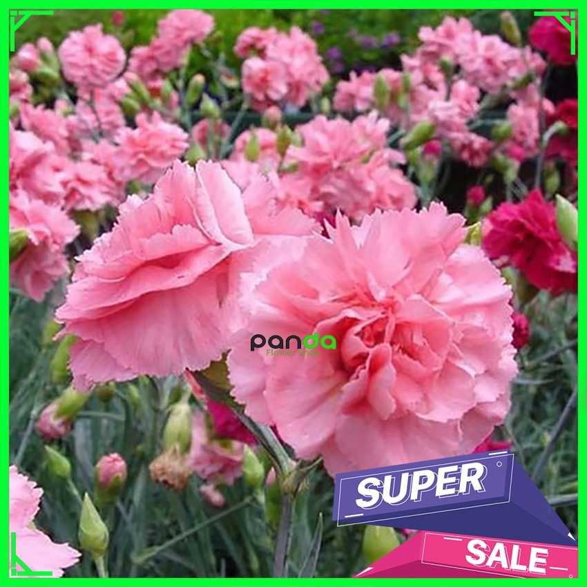Bibit Bunga Carnation - Benih Bunga Carnation Unggul / Bibit Bunga Carnation Paket 2 Kg