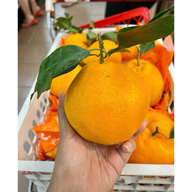 

Jeruk dekopon papagan chunjian manis segar -+6kg/ keranjang