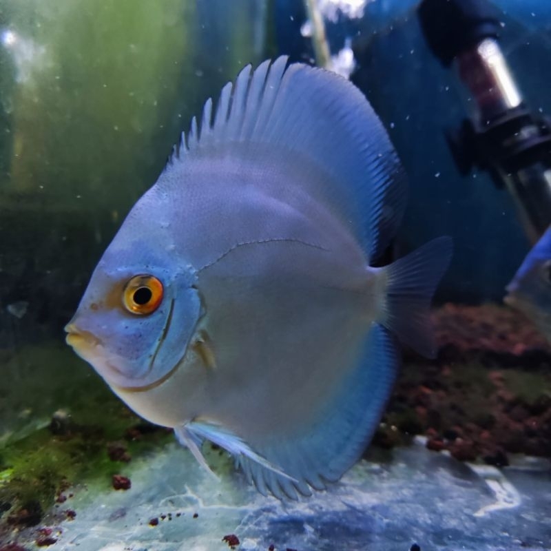 ikan discus blue diamond 2 inch