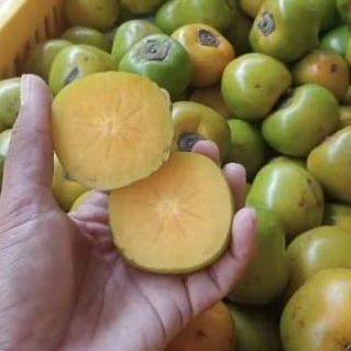 

Buah kesemek lokal Nusantara kualitas super 1 kg