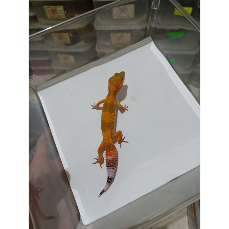 Mainan buat anak kecil maupun dewasa. Gecko shtctb