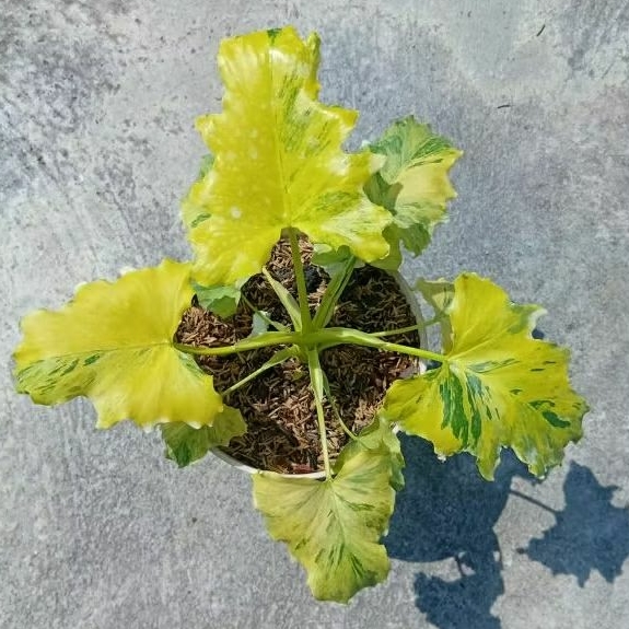 Tanaman Hias Philodendron selloum Varigata