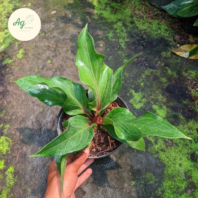 anthurium obor merah