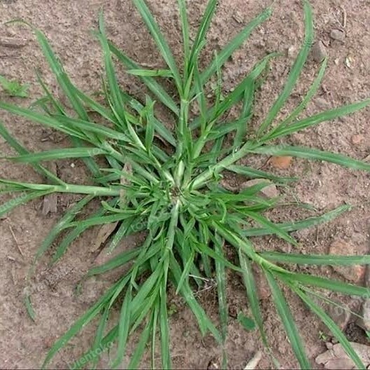 

Daun Belulang Segar, Obat Ginjal dan reumatik