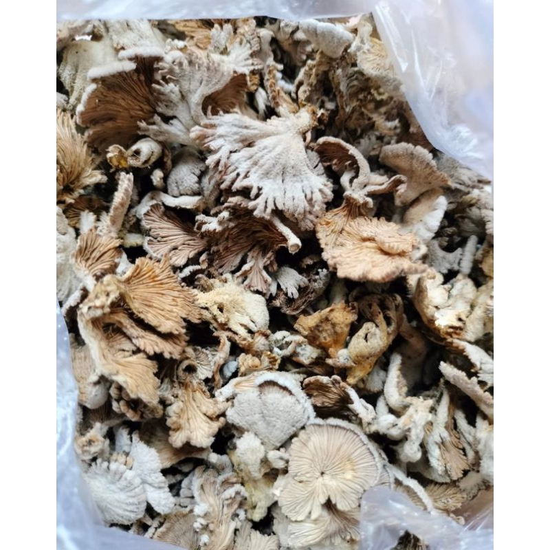 

100gr JAMUR GERIGIT PREMIUM KERING DIJAMIN AMAN KIRIM KE SELURIH INDONESIA