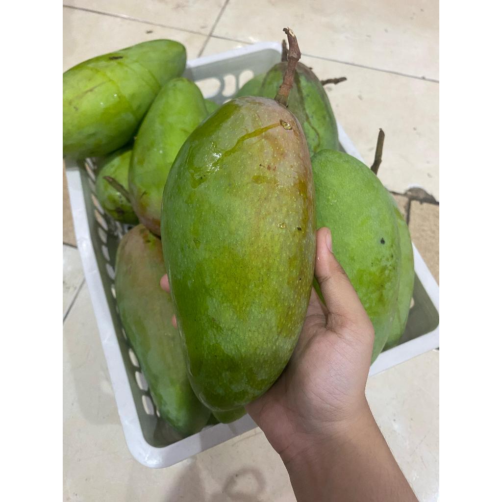 

MANGGA THAILAND MAC DOK NAI. MANGGA DOKMAI THAILAND. NAM DOC MAI MUN