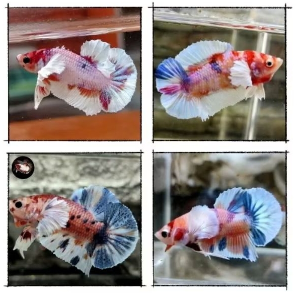 paket 10 ikan cupang plakat Dumbo Ear multicolour/ Nemo jantan dan betina