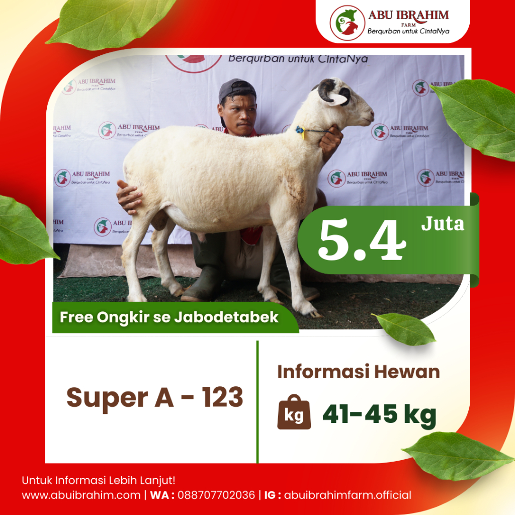 Hewan Qurban Jantan | Domba Super A (Bobot : 45 Kg) | Kambing Qurban Super A (Bobot : 45 Kg)