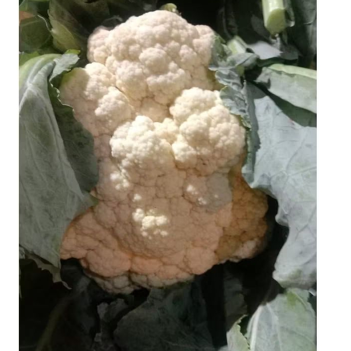

KEBANGKOL1KG