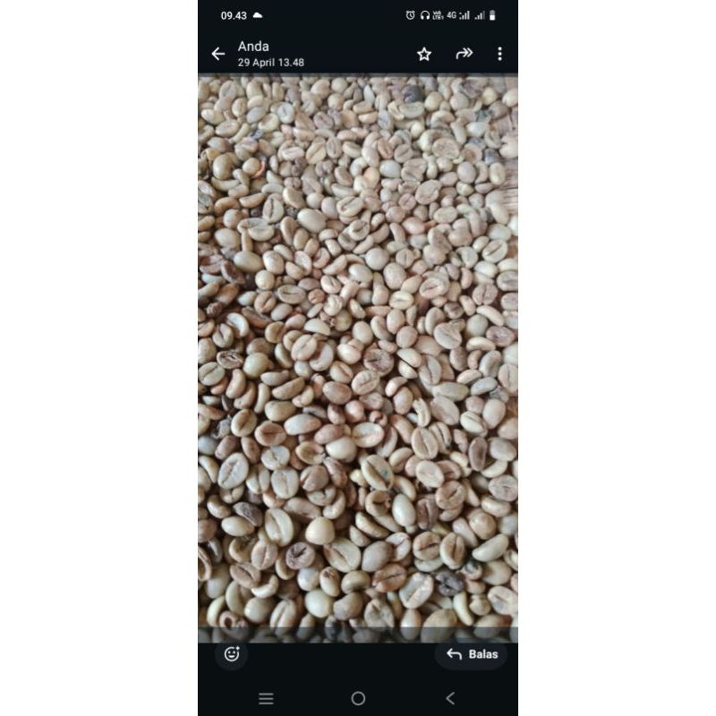 

1 kg BIJI KOPI ROBUSTA LAMPUNG
