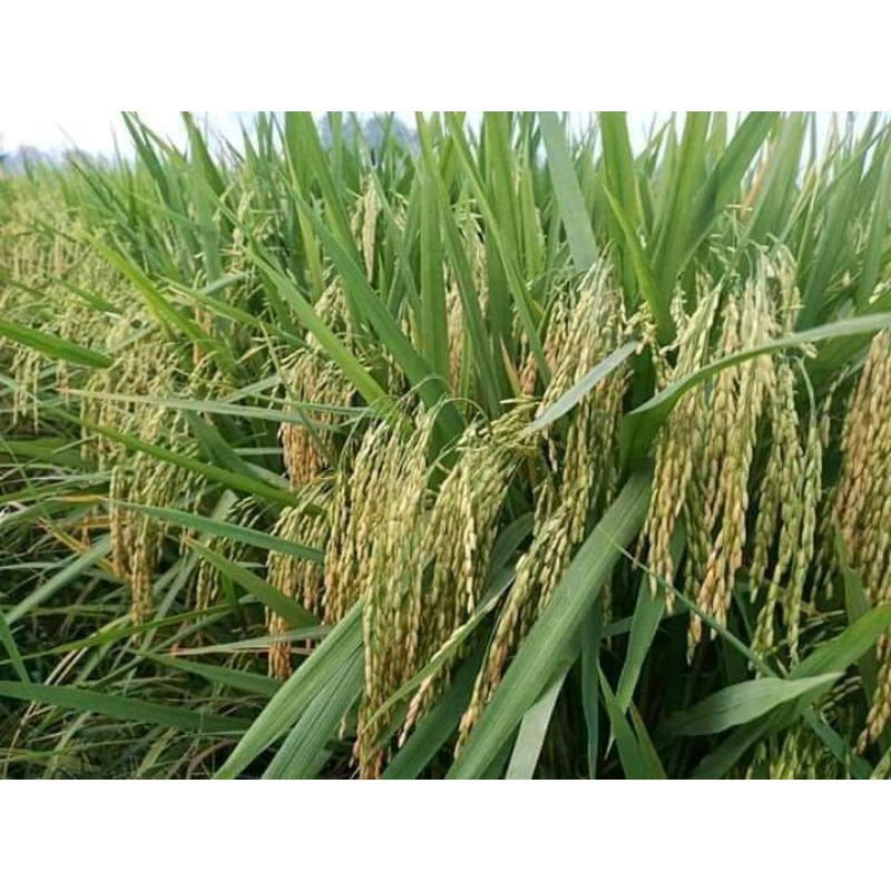 Benih Padi Cl 220 5kg