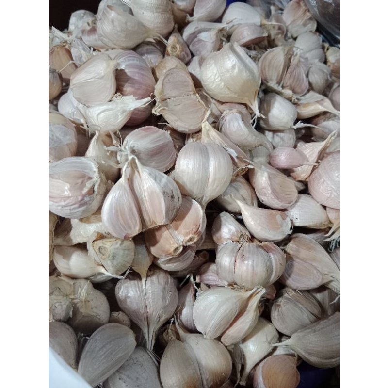 

bawang kating