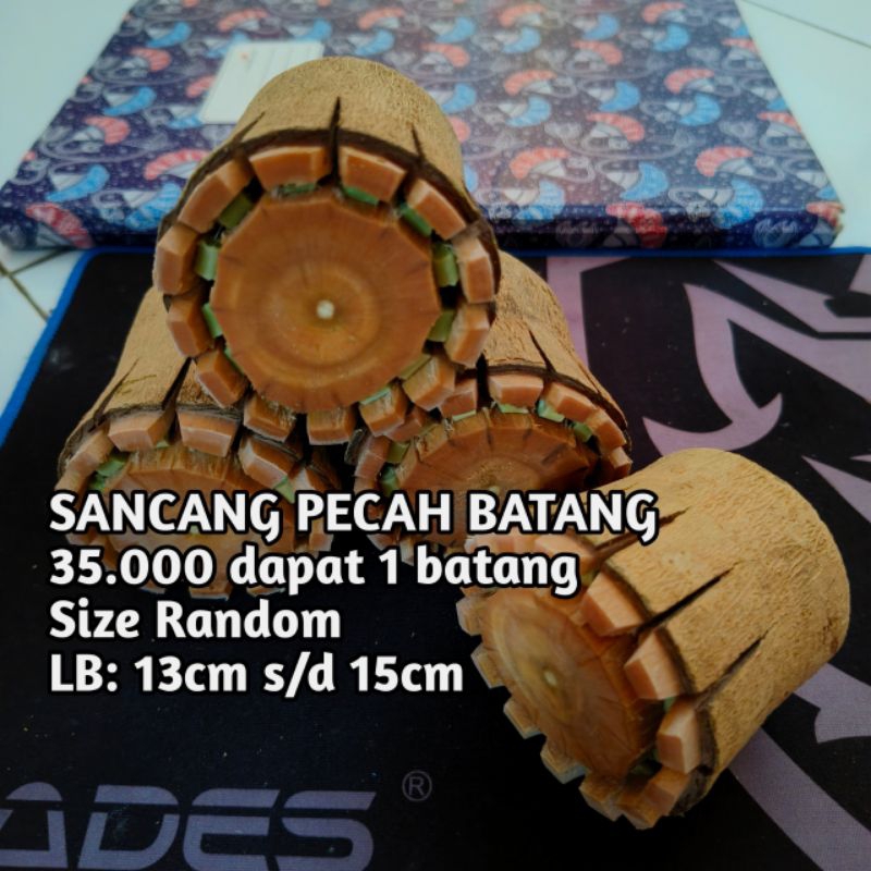

Premium stek (sancang pecah batang) 35rb dapat 1 batang, ukuran random Lb 13 s/d 15cm