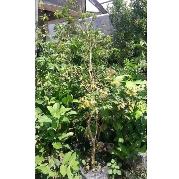 anggur brazil berbunga /berbuah full media peti kayu