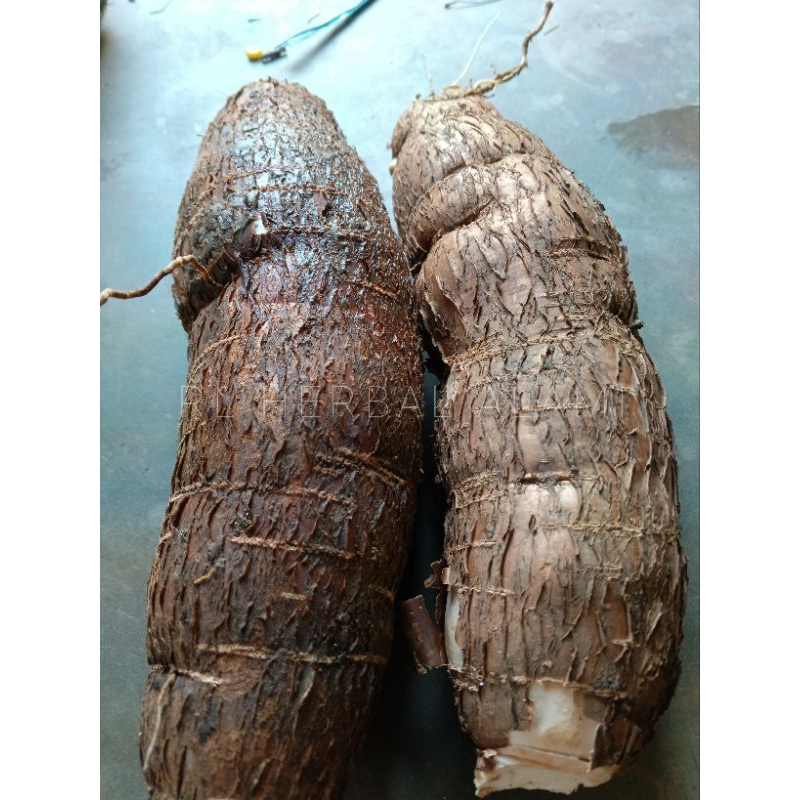 

singkong racun sapi kuru