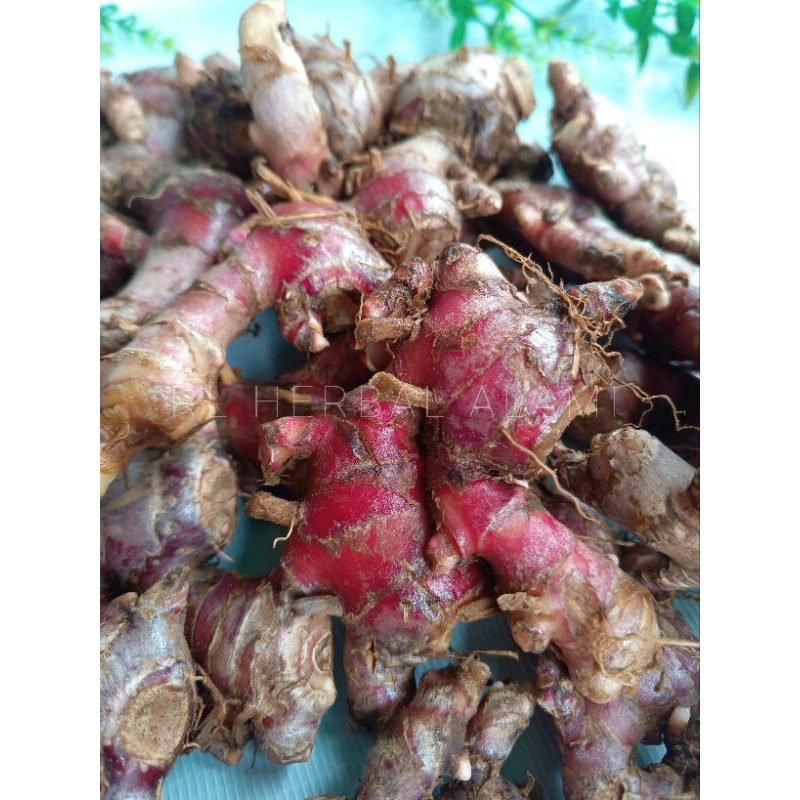 

Jahe merah kaya akan manfaat.