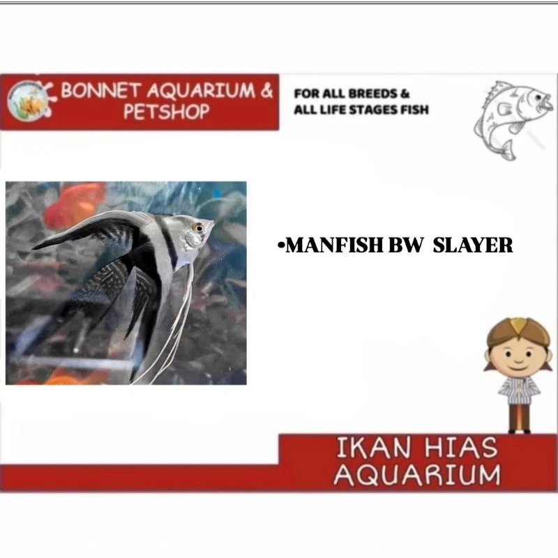 ikan hias manfish bw slayer ( black white) gojek only