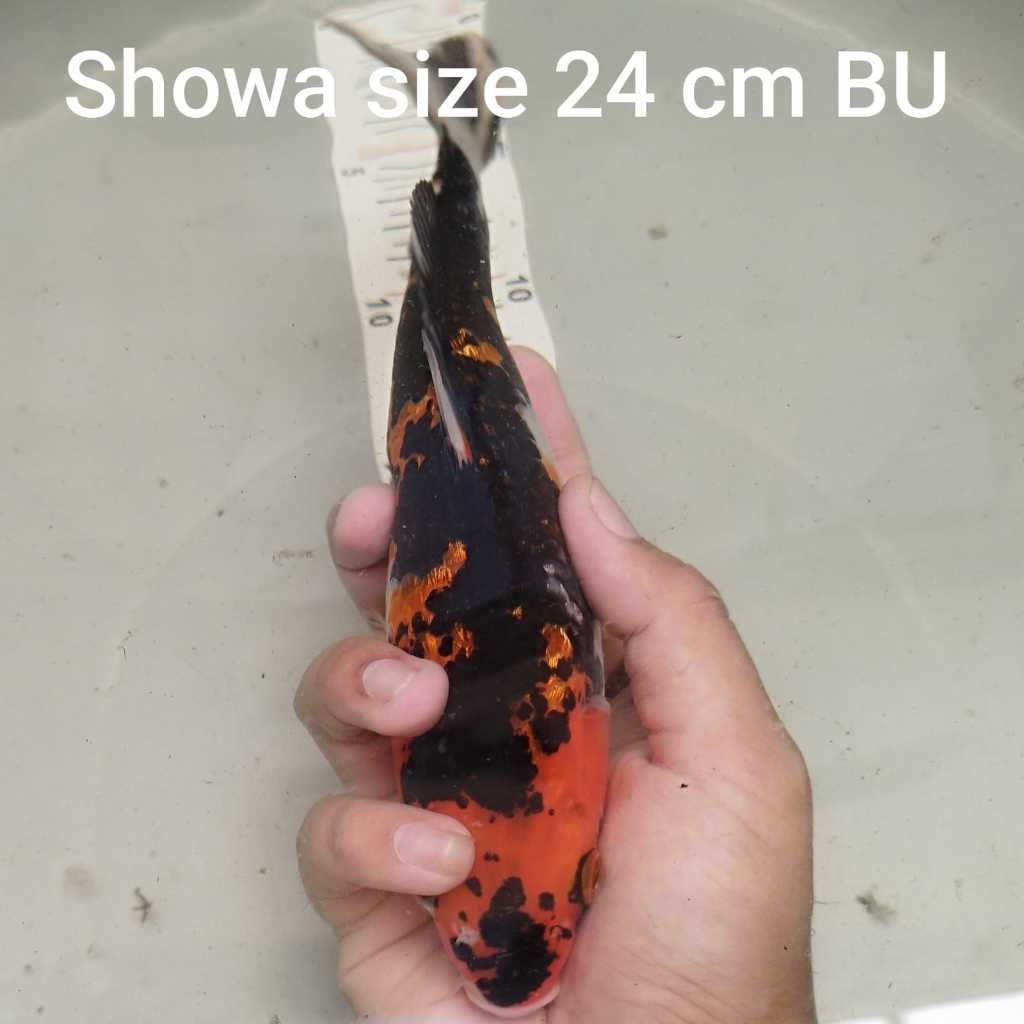 ikan koi showa ginrin sisik jumbo 24 cm BU hitam putih blitar sanke ochiba showa ogon kohaku penjina