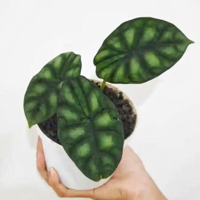 Tanaman Endemik Alocasia Baginda “Dragon Scale'' - Tanaman Endemik Indonesia