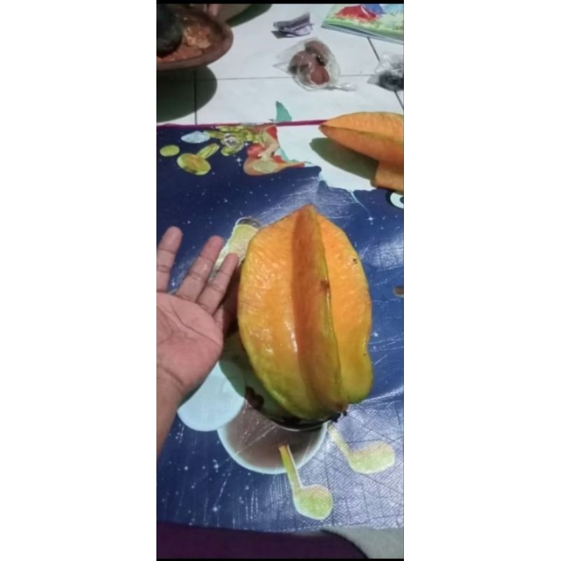 

indukan belimbing madu