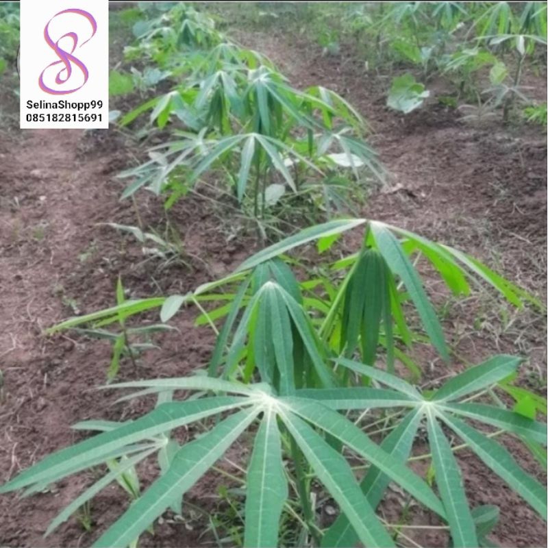 BIBIT SINGKONG SAYUR 10 POHON || BIBIT POHON DAUN SINGKONG SAYUR 10 POHON