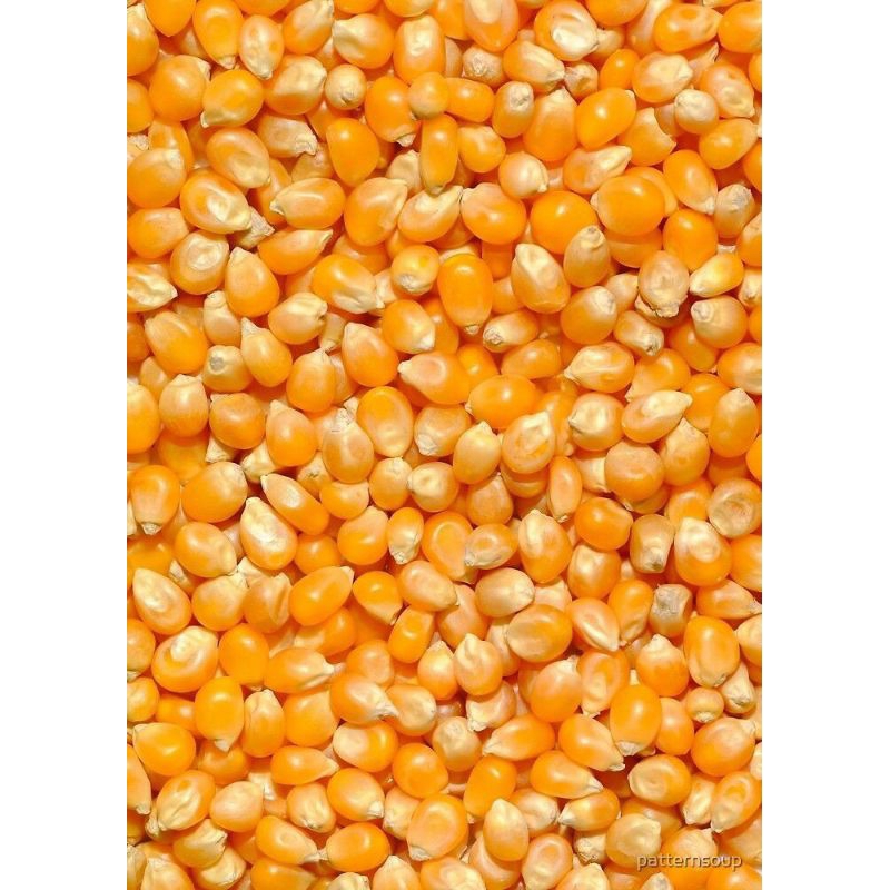 

Jagung Popcorn fresh Kemasan 1Kg