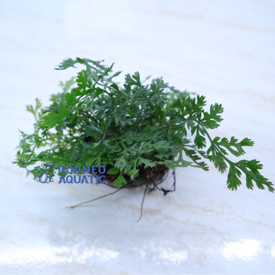 Tanaman Endemik Bolbitis Heteroclita Difformis - Tanaman Endemik Indonesia