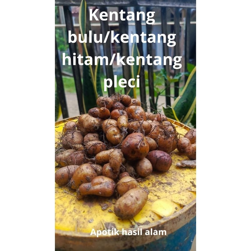

BISA COD KENTANG HITAM/KENTANG BULU SEGAR KEMASAN 500 GRAM