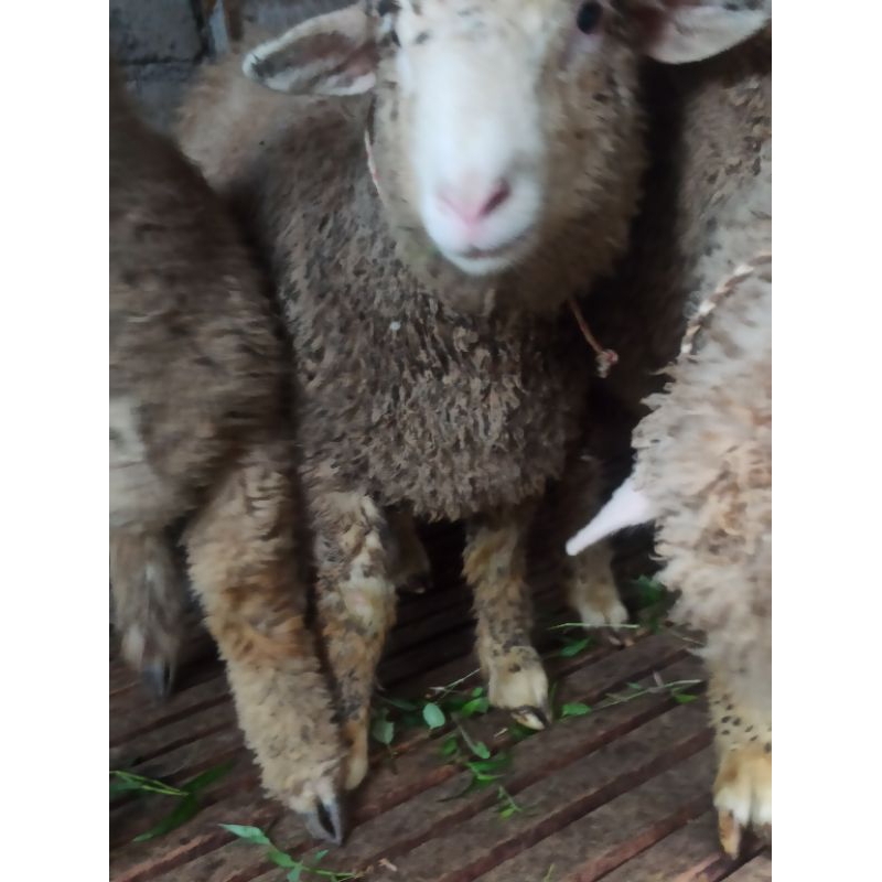 Domba Merino Siap Buat Qurban